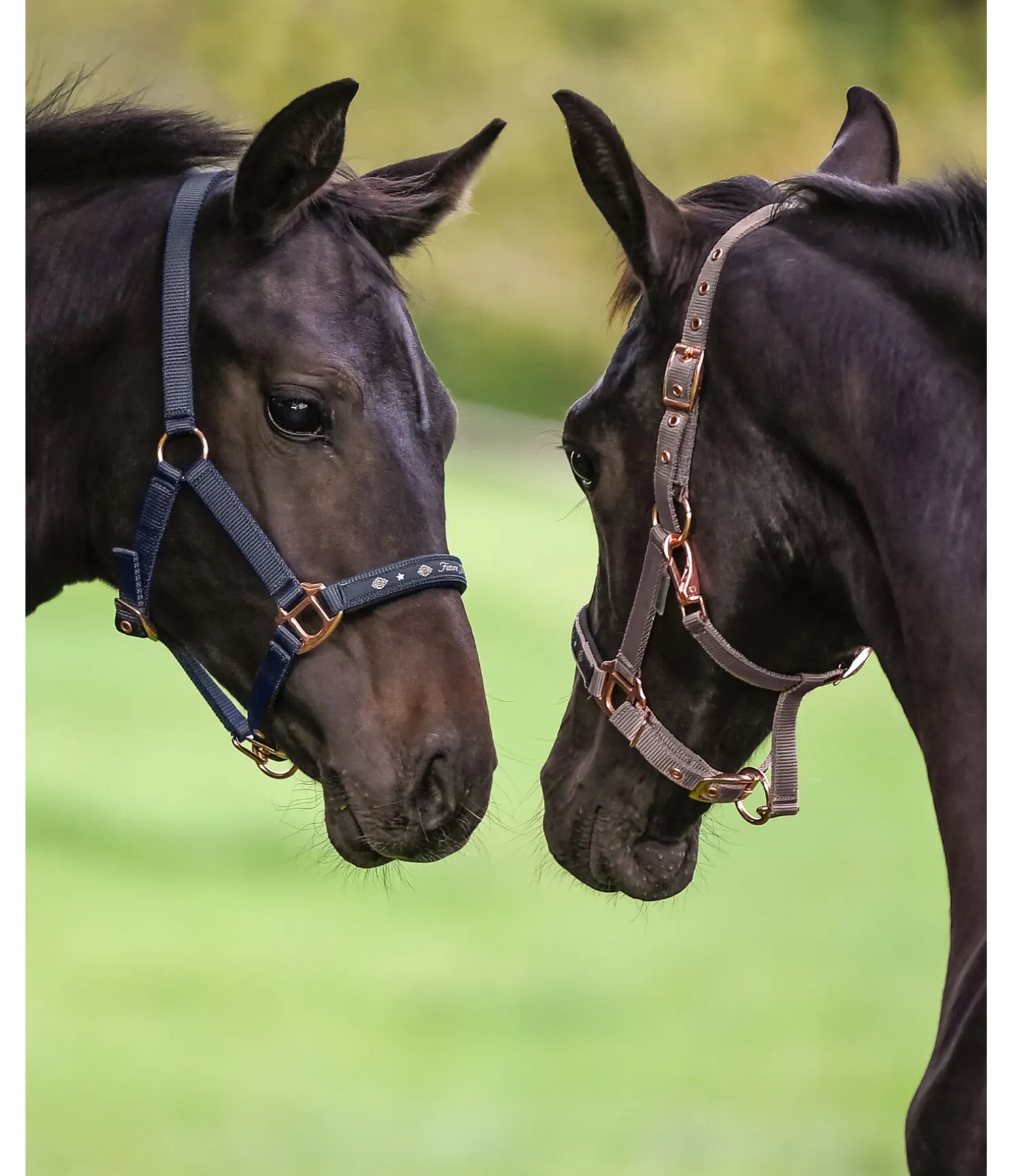 Licol poulain et shetland Future Star