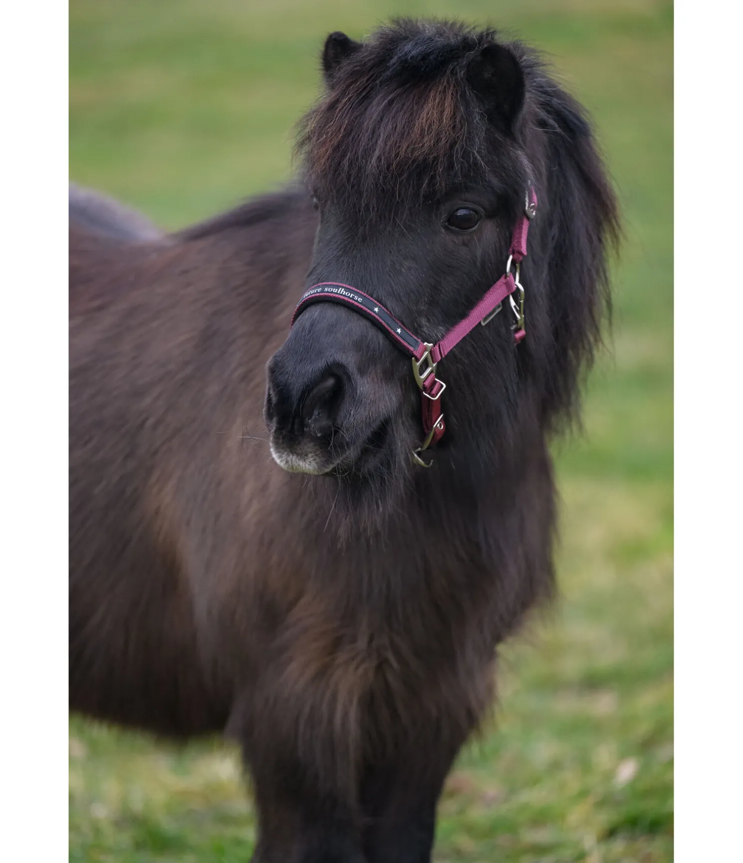 Licol poulain et shetland Future Star