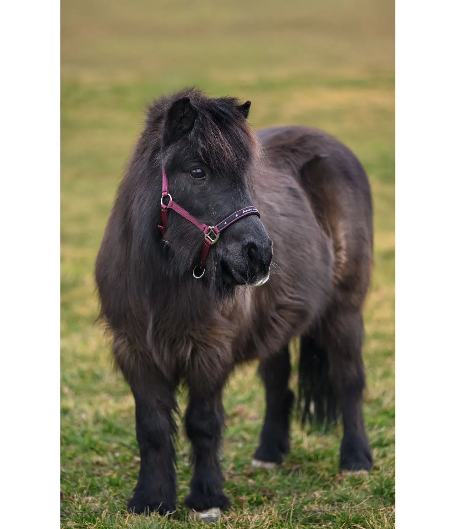 Licol poulain et shetland Future Star