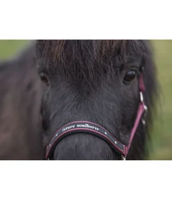 Licol poulain et shetland Future Star