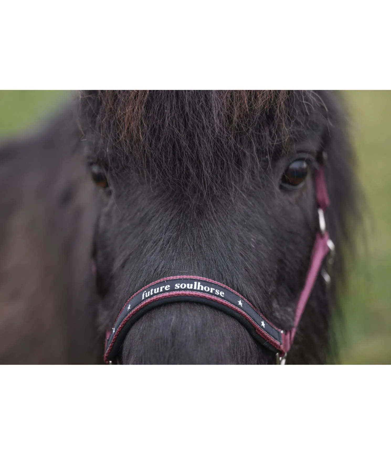 Licol poulain et shetland Future Star