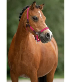 Licol poulain et shetland Katy