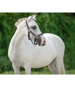 Licol poulain et shetland Twinkle