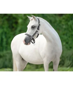 Licol poulain et shetland Twinkle