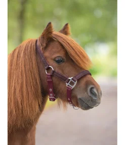 Licol poulain et shetland Twinkle