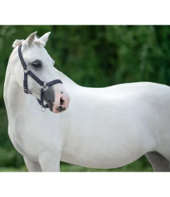Licol poulain et shetland Twinkle