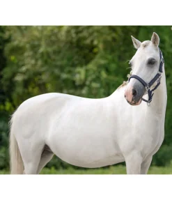 Licol poulain et shetland Twinkle