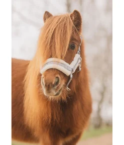 Licol pour poulain et shetland Shine
