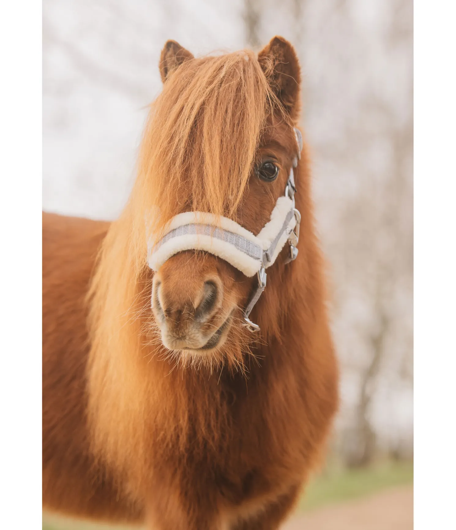 Licol pour poulain et shetland Shine