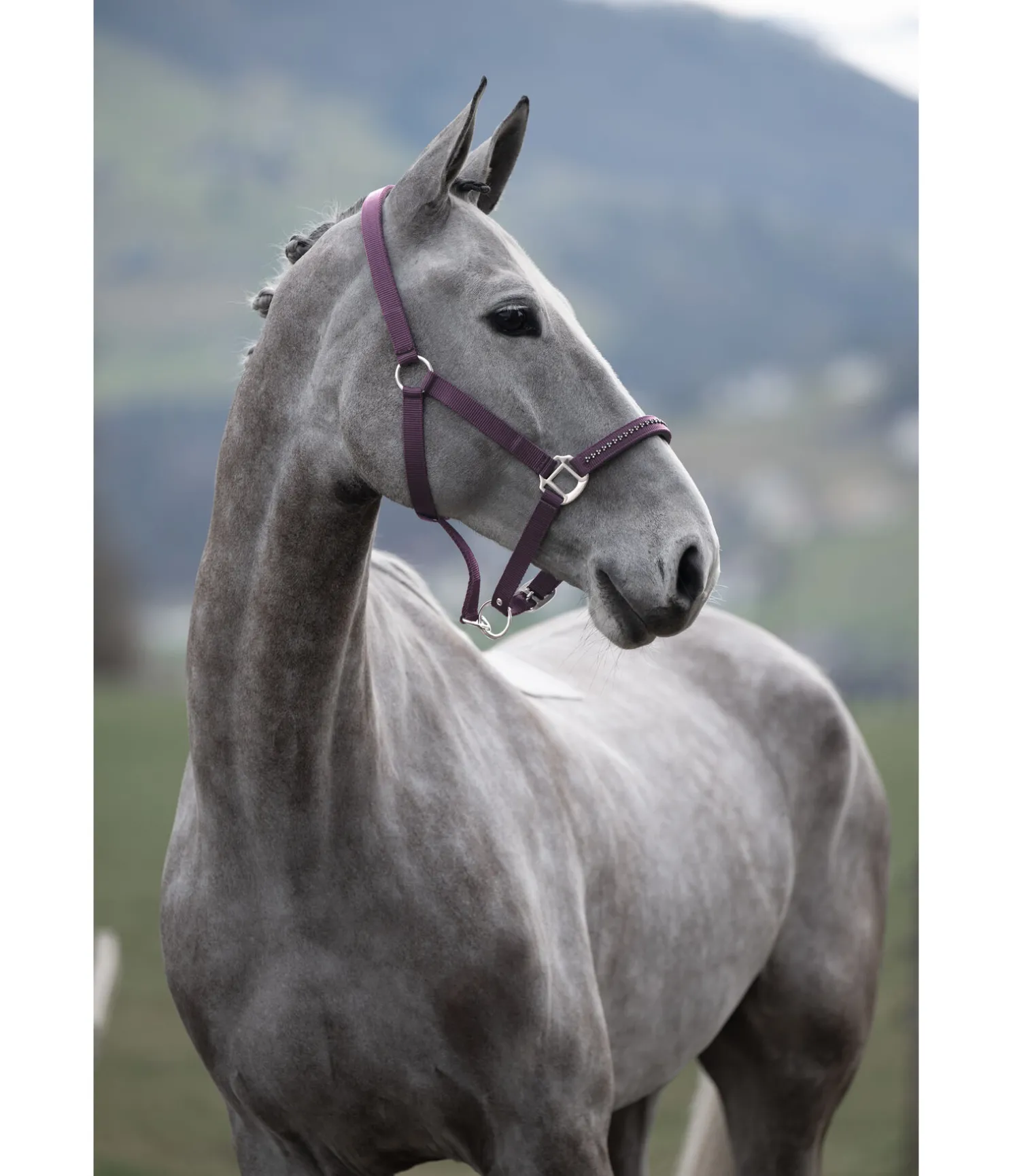 Licol Twinkle