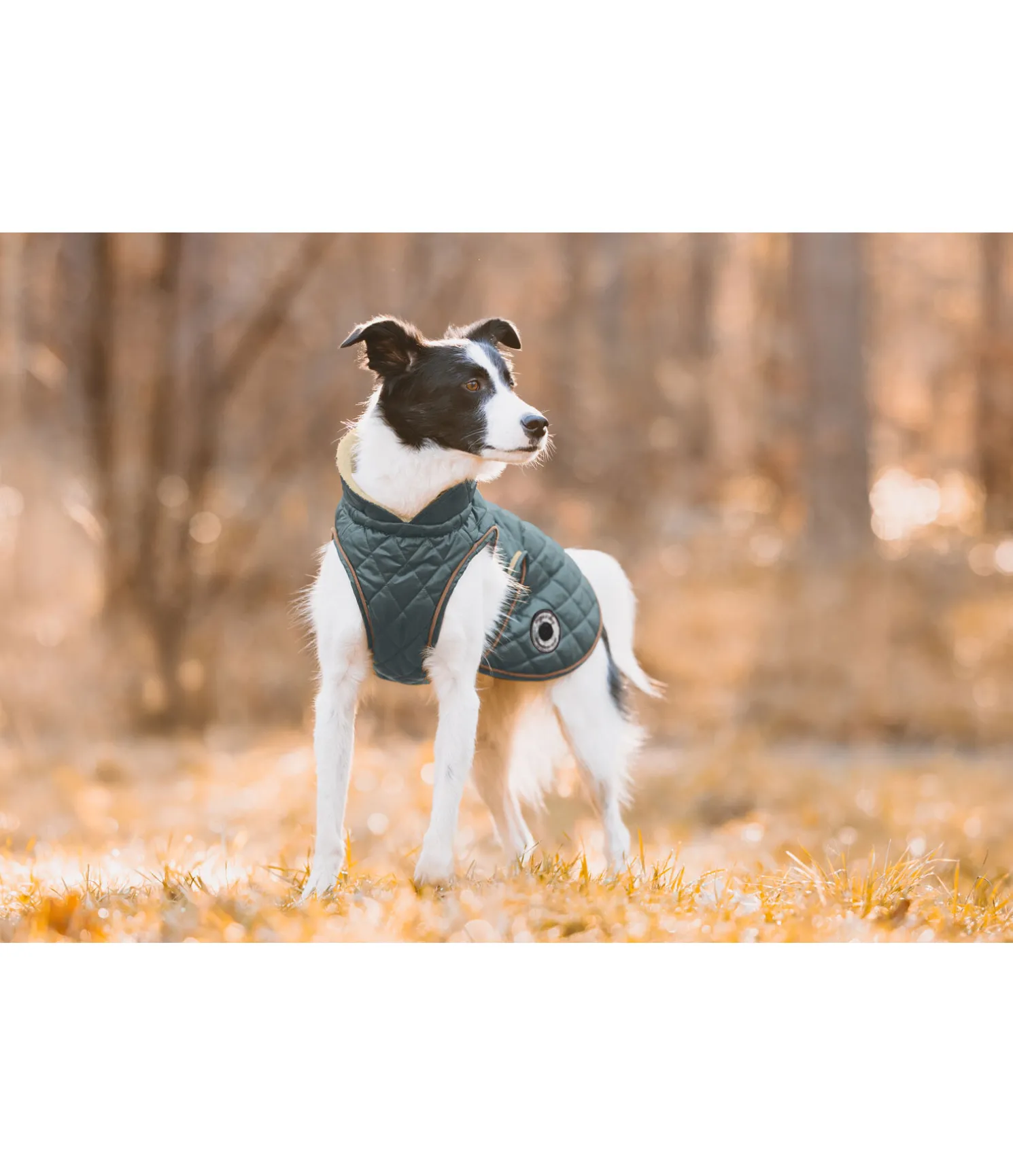 Manteau avec doublure en polaire Teddy pour chien Archie, 160 g