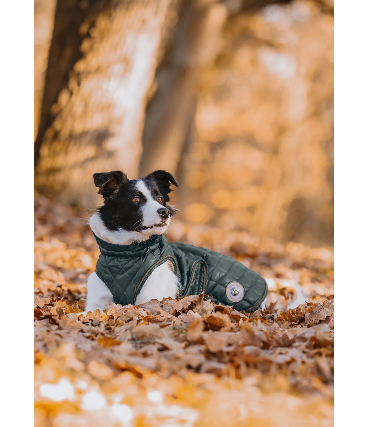 Manteau avec doublure en polaire Teddy pour chien Archie, 160 g