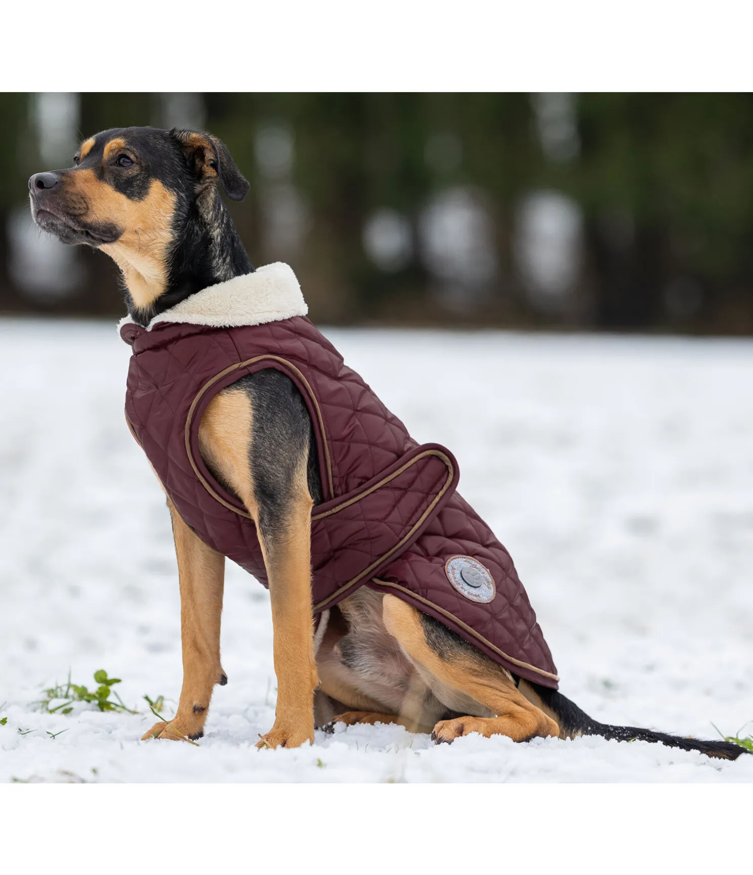 Manteau avec doublure en polaire Teddy pour chien Archie, 160 g