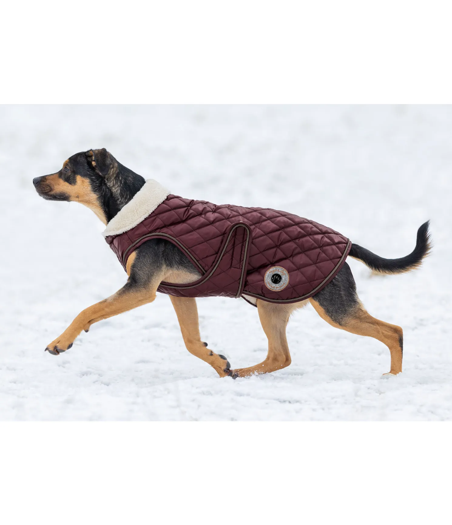 Manteau avec doublure en polaire Teddy pour chien Archie, 160 g