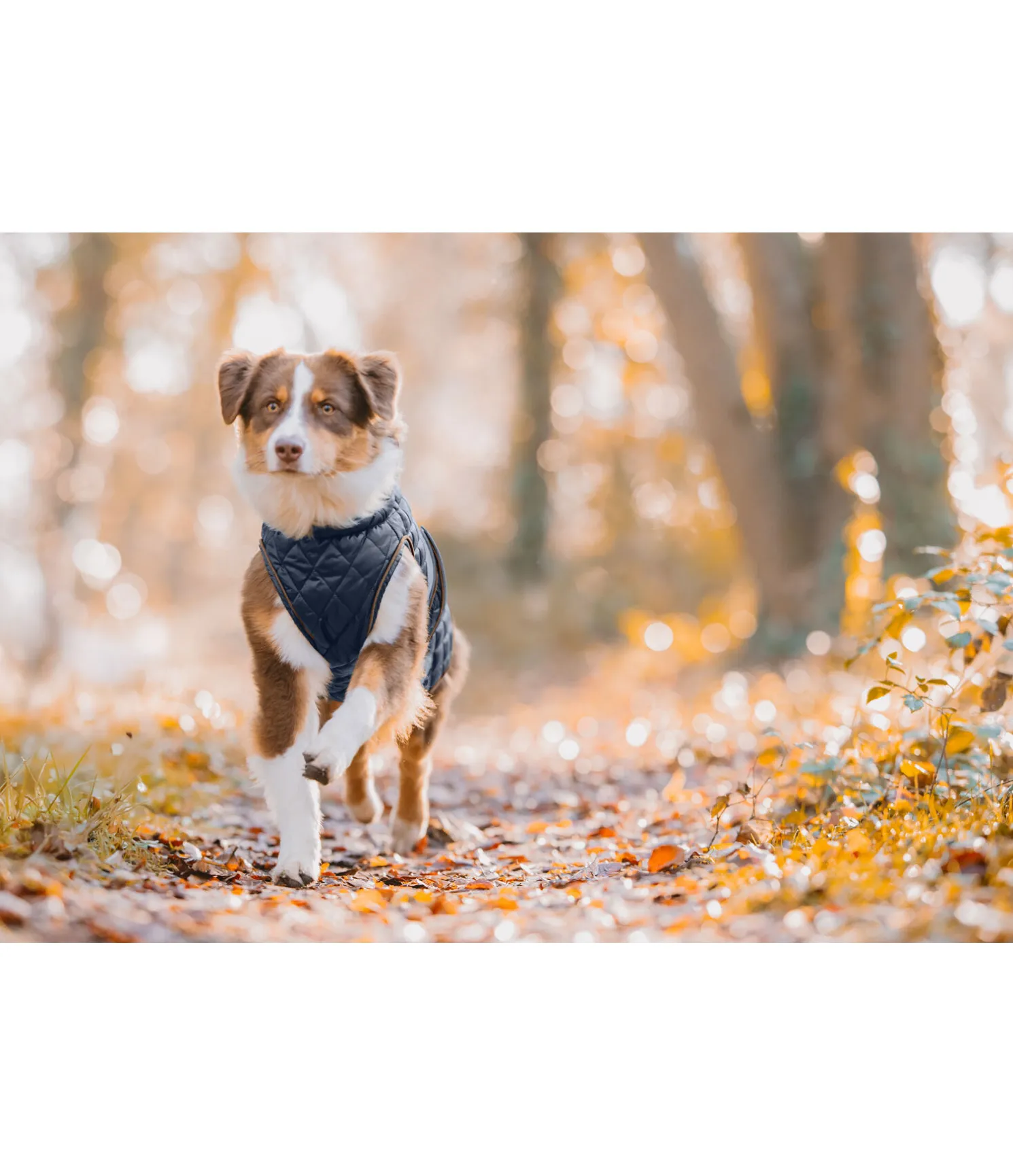 Manteau avec doublure en polaire Teddy pour chien Archie, 160 g