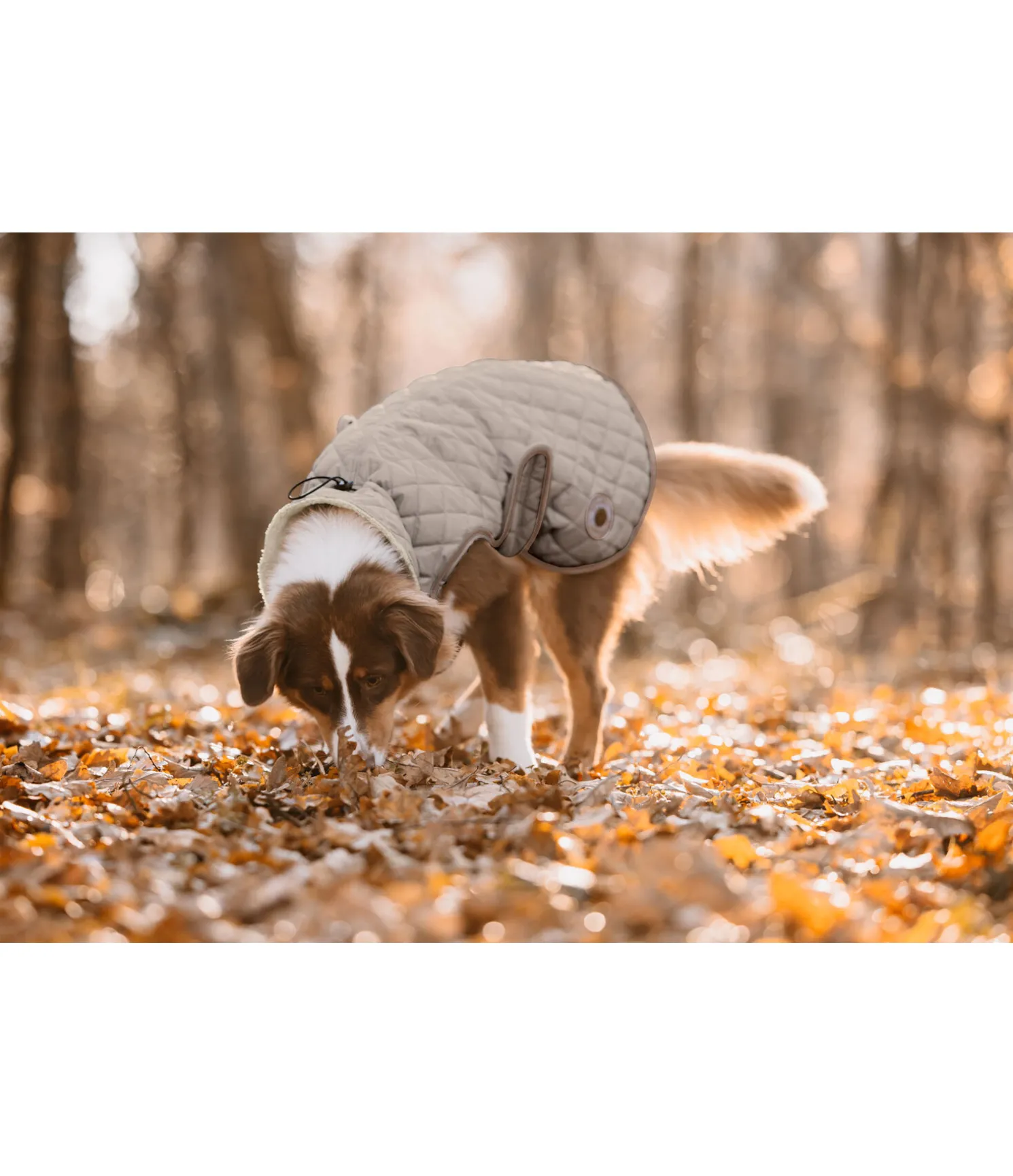 Manteau avec doublure en polaire Teddy pour chien Archie, 160 g