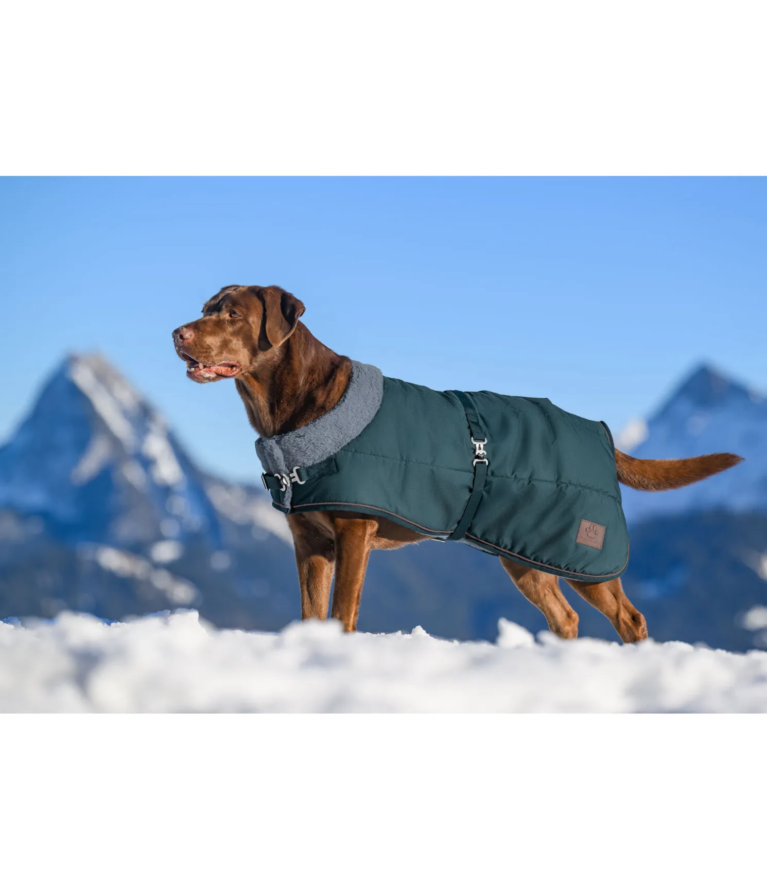 Manteau d'hiver pour chien avec doublure en fourrure Teddy Gizmo, 200 g