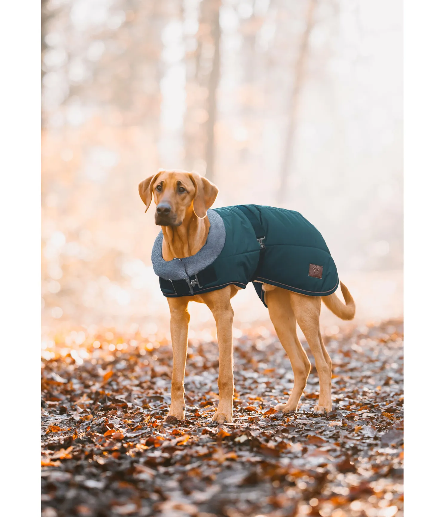 Manteau d'hiver pour chien avec doublure en fourrure Teddy Gizmo, 200 g