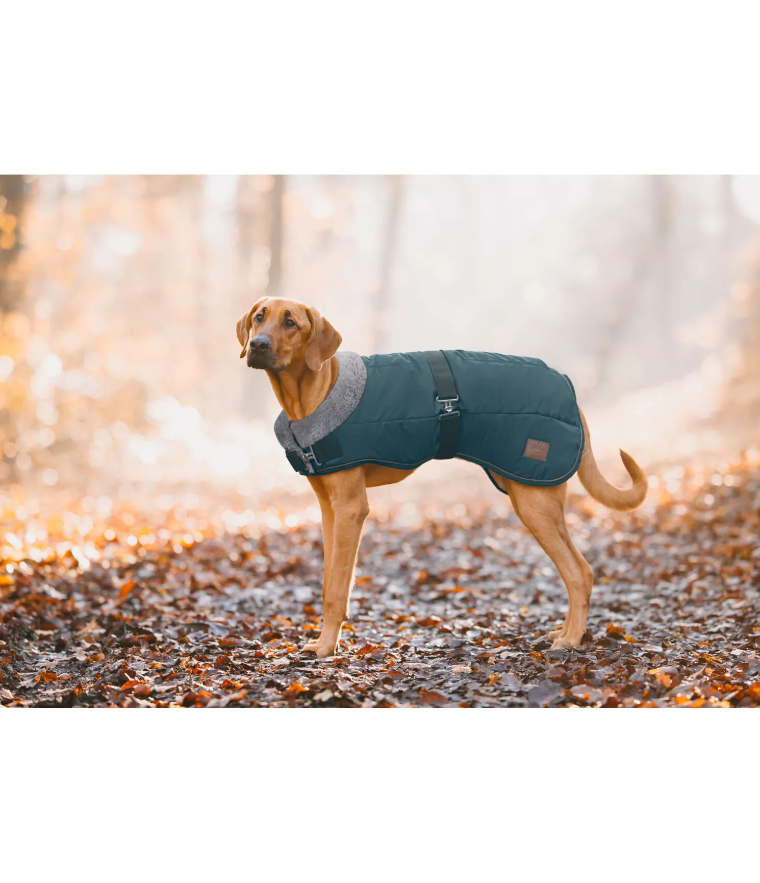 Manteau d'hiver pour chien avec doublure en fourrure Teddy Gizmo, 200 g