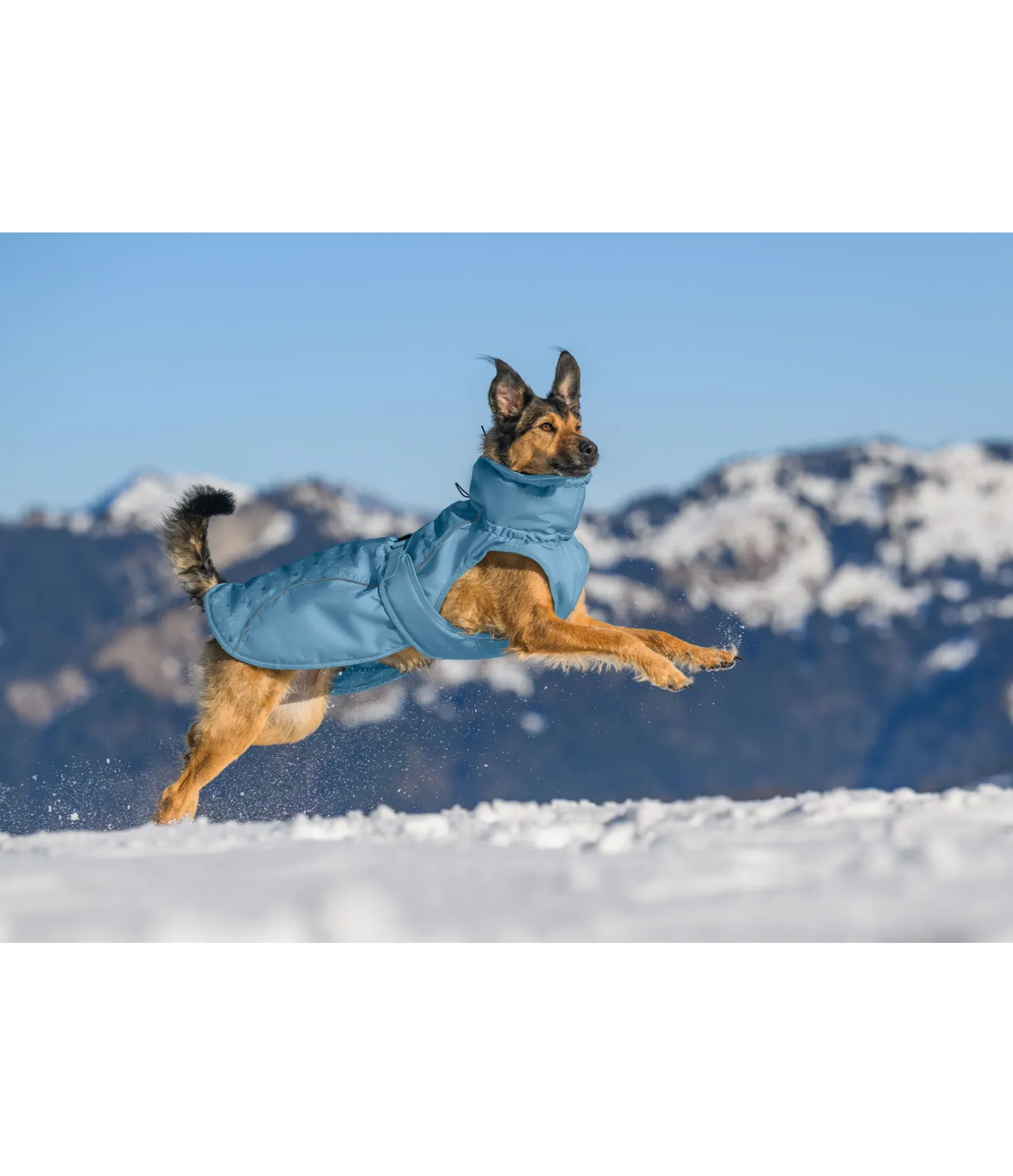 Manteau d'hiver pour chien Wonderland, 140 g