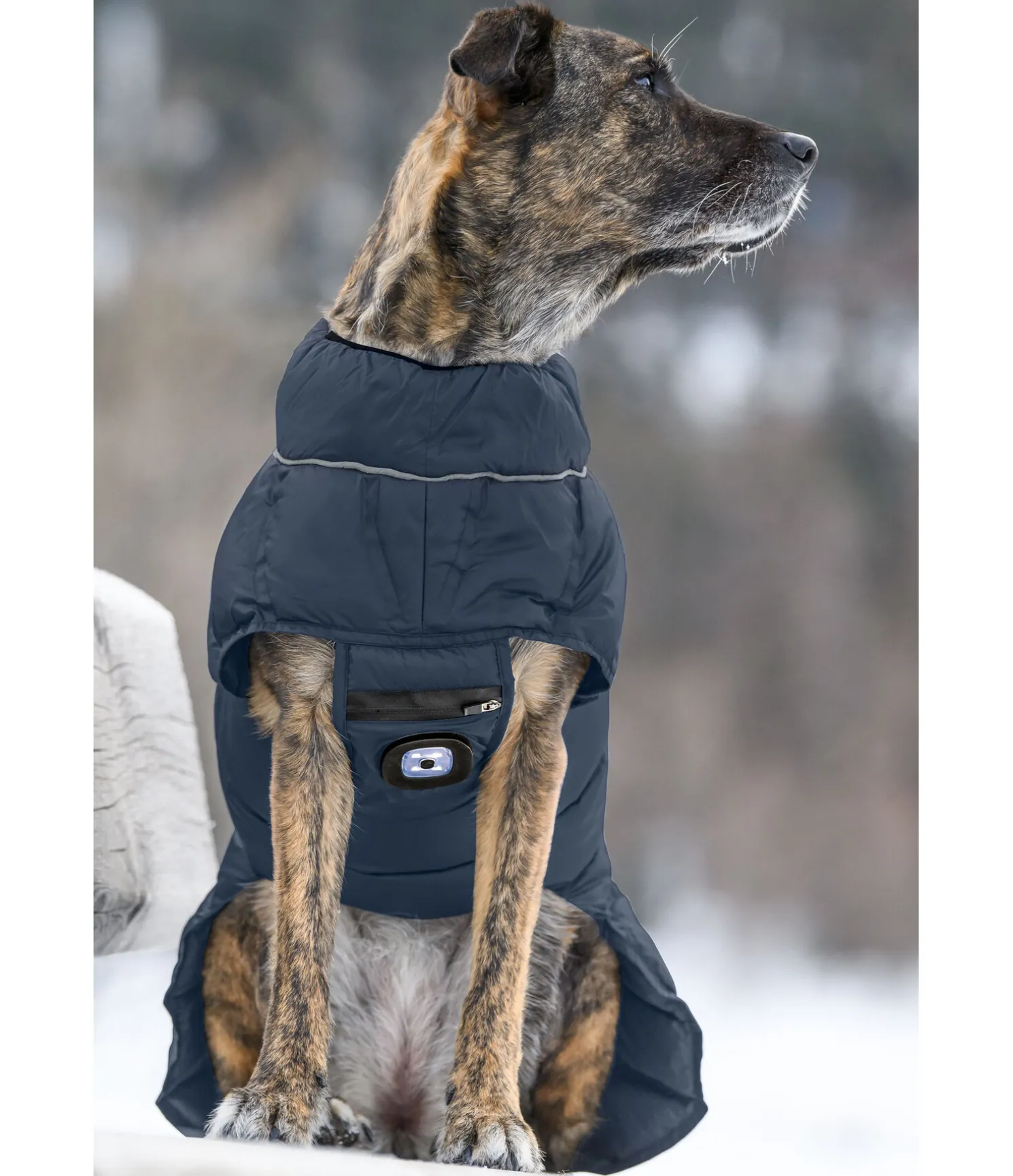 Manteau pour chien matelassé avec LED Arlo, 300 g