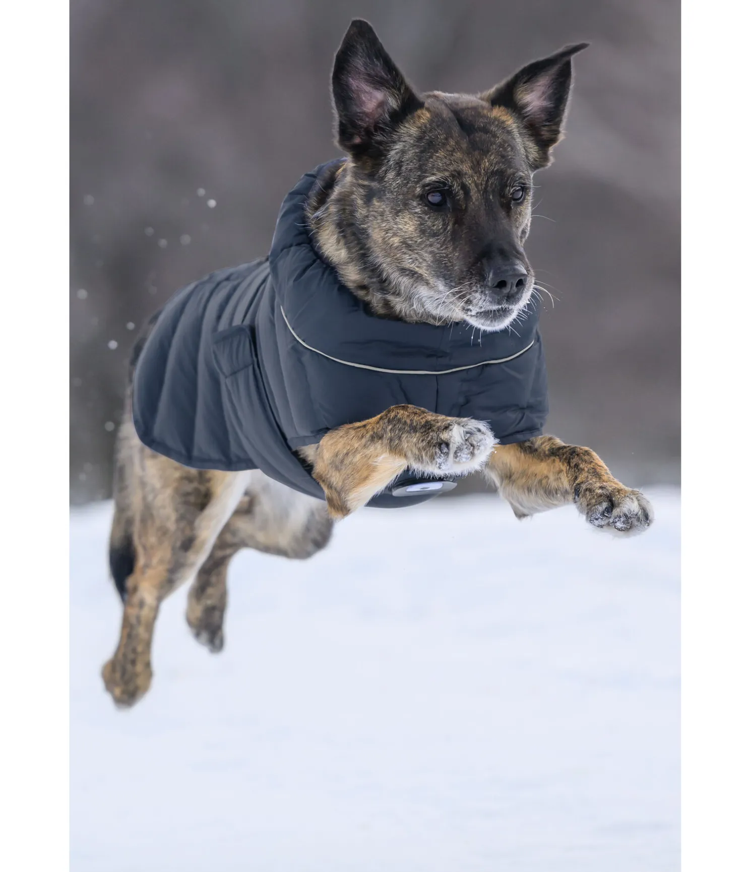 Manteau pour chien matelassé avec LED Arlo, 300 g