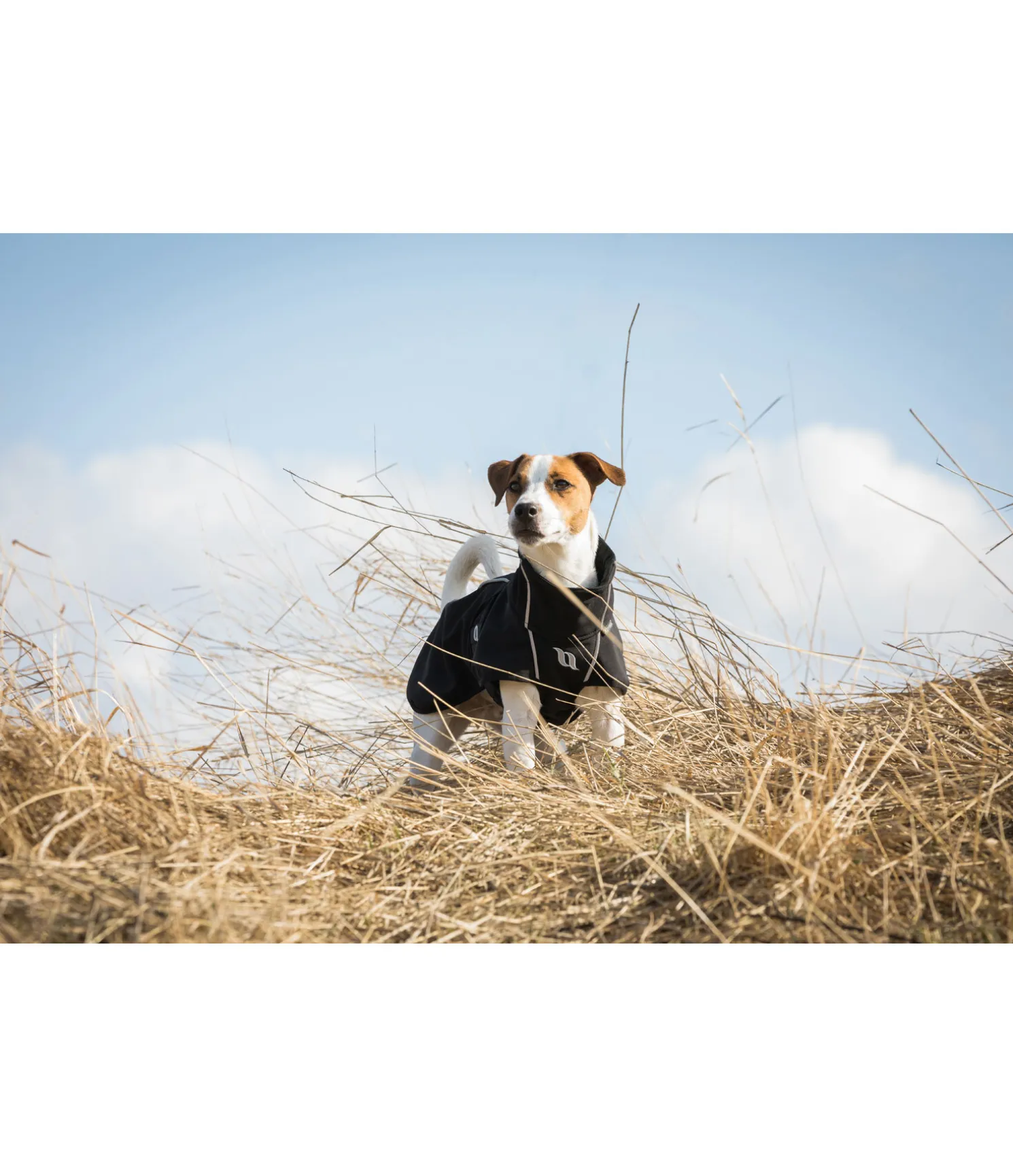 Manteau softshell pour chien Bark, 0 g