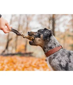 Panse de boeuf pour chien