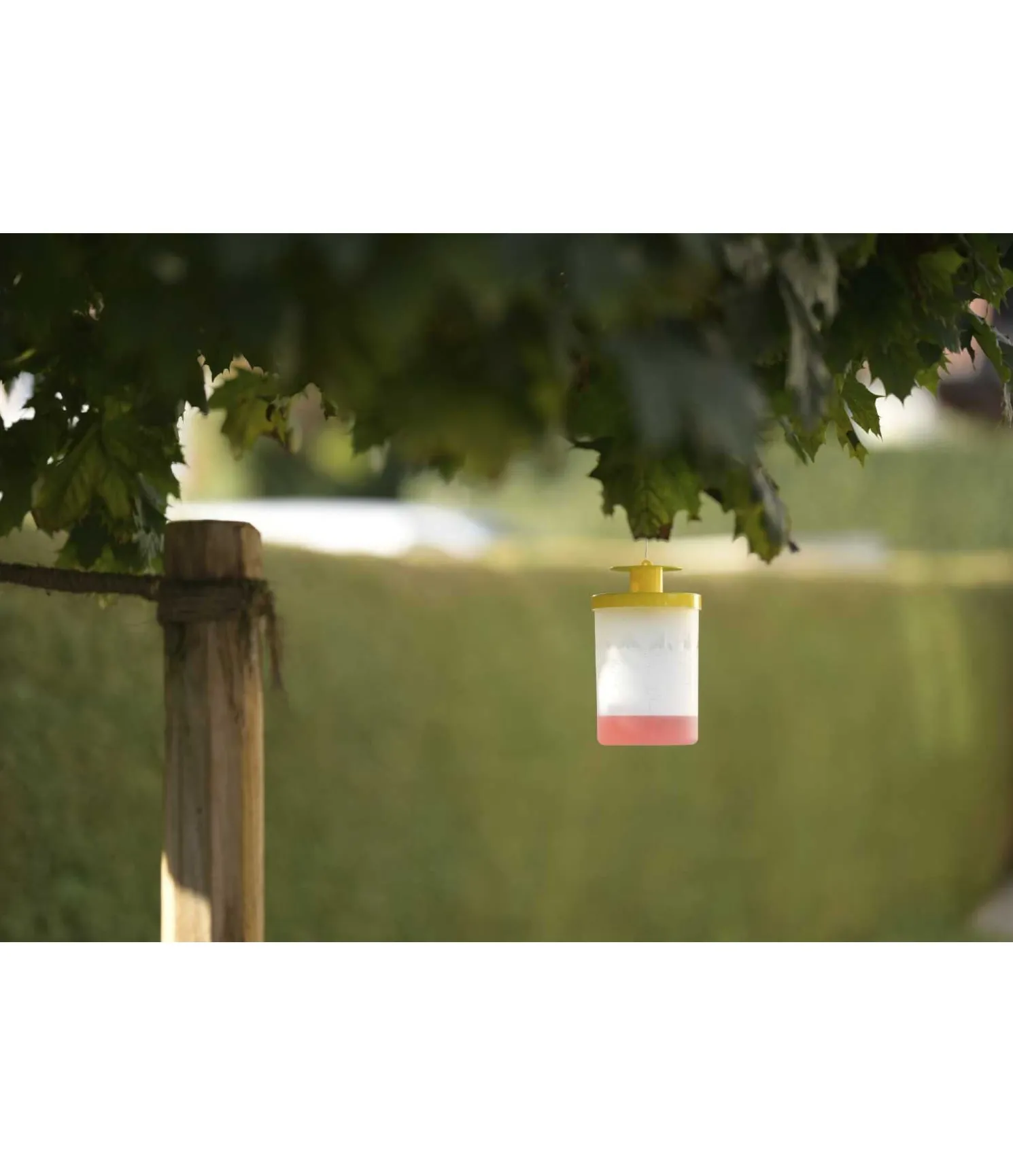 Piège à mouches FlyCage3